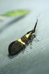 Dasycera oliviella