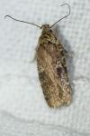 Agonopterix purpurea