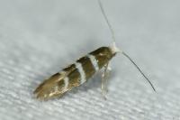 Argyresthia trifasciata