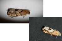 Cydia interscindana