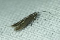 Coleophora laricella