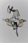 Coleophora laricella