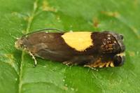 Pammene regiana