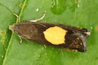 Pammene regiana
