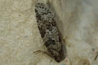 Cnephasia