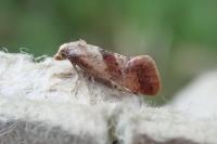 Falseuncaria