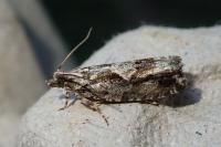 Zeiraphera isertana