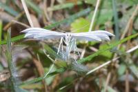 Pterophorus pentadactylus
