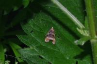 Celypha lacunana