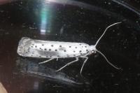 Yponomeuta irrorella