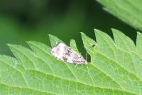 Celypha lacunana