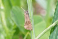 Celypha striana