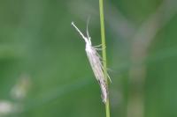 Coleophora