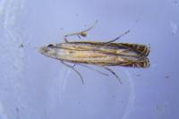 Isophrictis corsicella