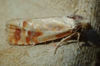 Rhyacionia buoliana