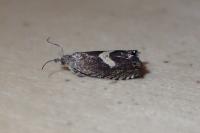 Dichrorampha petiverella