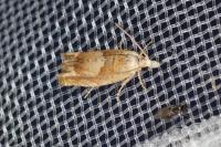 Eucosma conterminana