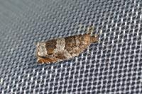 Ancylis achatana