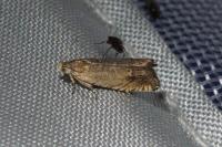 Cydia gr. succedana