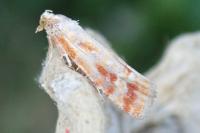 Rhyacionia buoliana