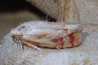 Rhyacionia buoliana