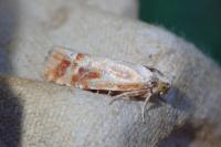 Rhyacionia buoliana