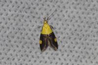 Oecophora bractella
