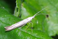 Coleophora
