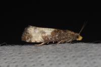 Notocelia cynosbatella