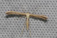 Emmelina monodactyla