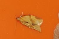 Clepsis consimilana