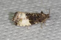 Hedya nubiferana