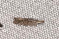 Anarsia spartiella