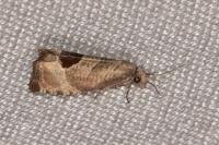 Notocelia uddmanniana