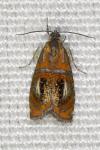 Olethreutes arcuella