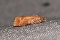 Rhyacionia buoliana
