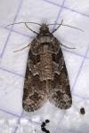 Cnephasia stephensiana