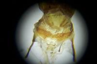 Cnephasia stephensiana