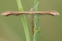 Stenoptilia