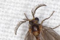Sterrhopterix fusca