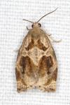 Archips crataegana