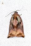 Archips podana