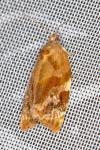Archips xylosteana