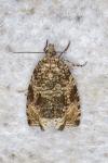 Celypha lacunana