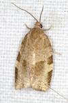 Choristoneura hebenstreitella