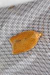 Clepsis consimilana