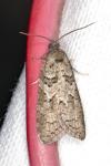 Cnephasia