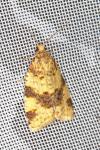Epagoge grotiana