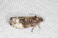 Hedya nubiferana