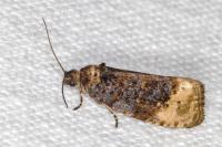 Hedya ochroleucana